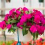 New Guinea Impatiens – Super Sonic Lilac – 10″ Hanging Basket